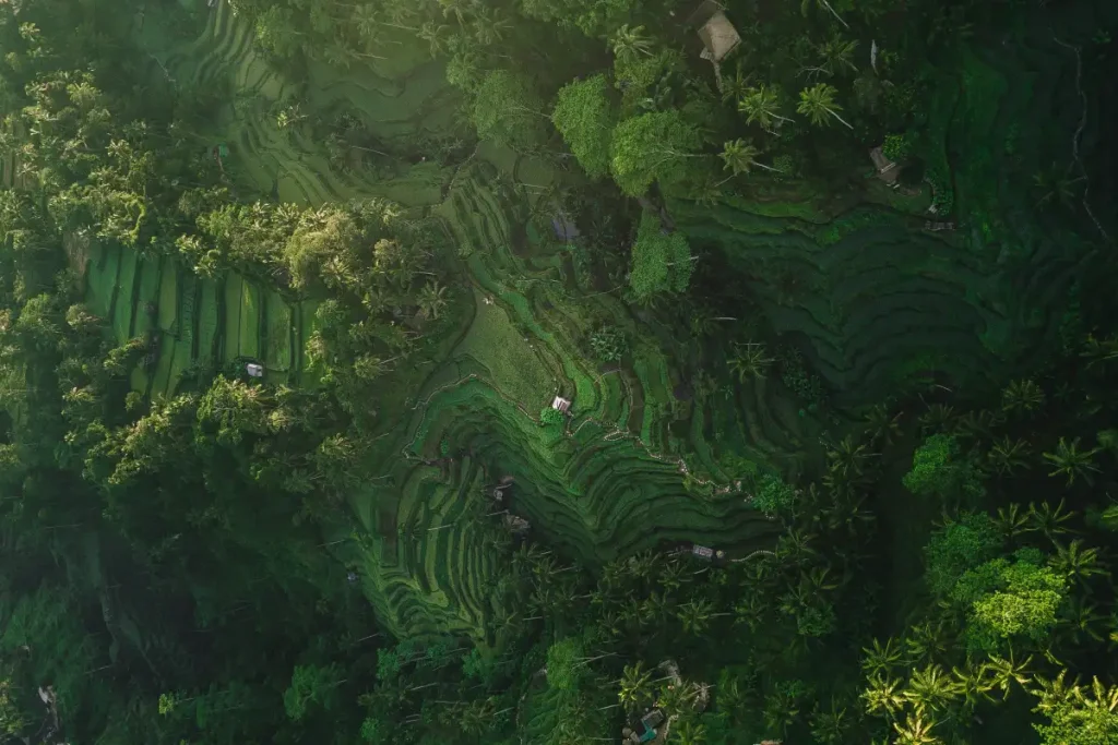 ubud-rice-terrace