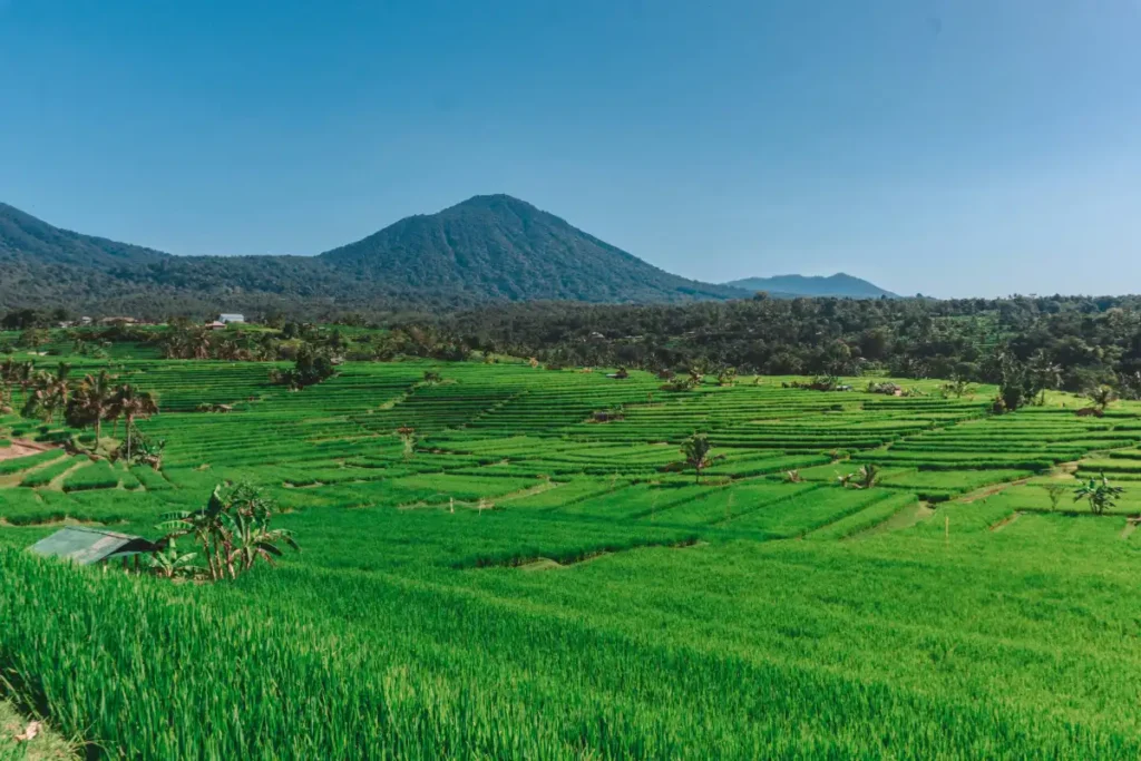 bali_best_rice_fields