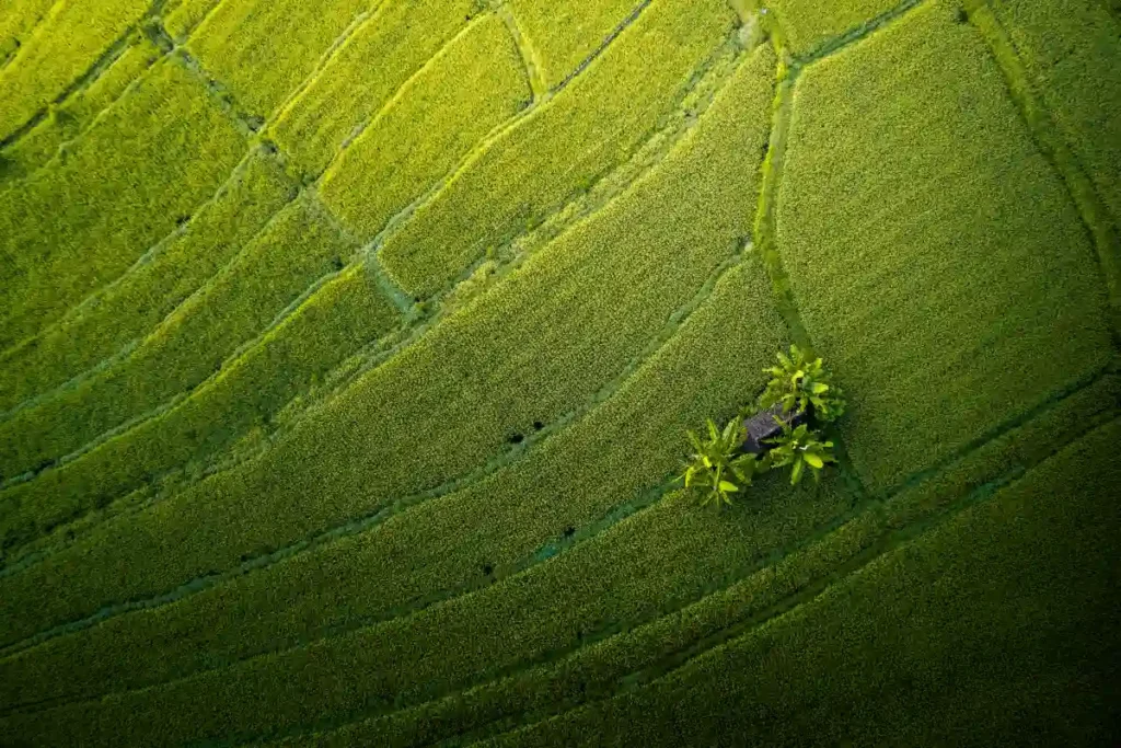 bali_rice_fields