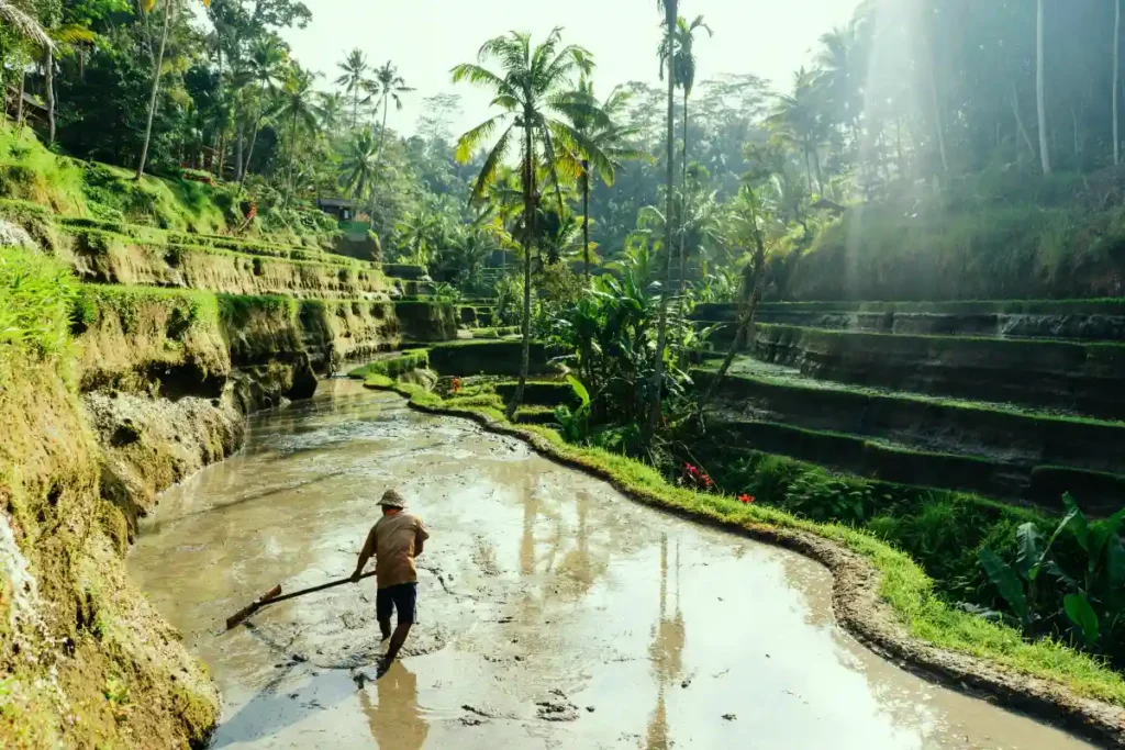 subak_irrigation_system