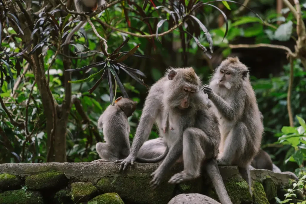 monkey-at-monkey-forest-ubud